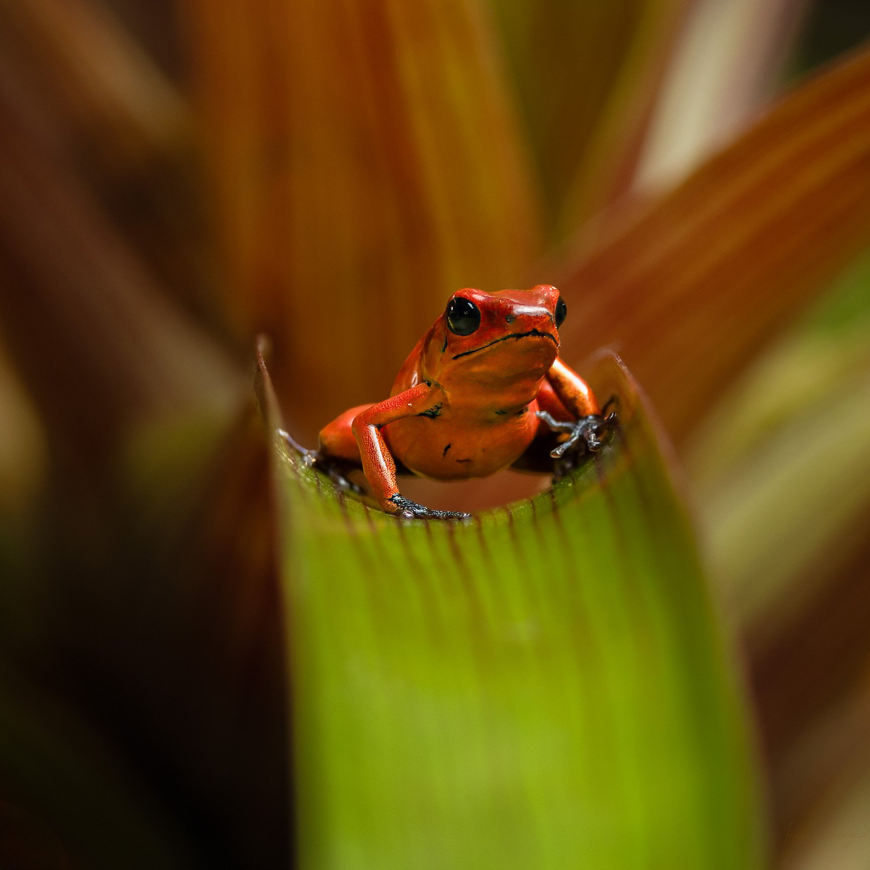 Red Dart Frog.jpg
