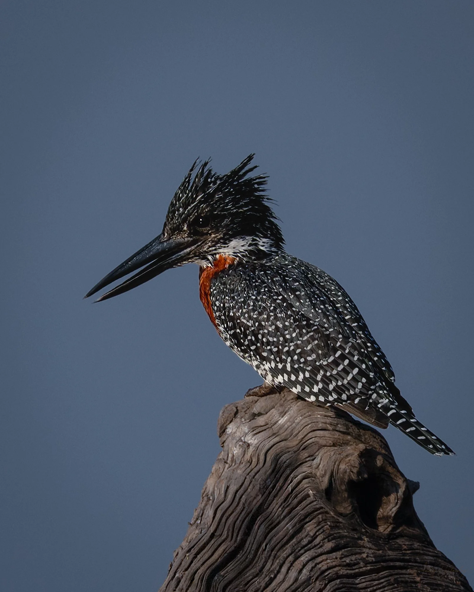 Pied Kingfisher.jpg