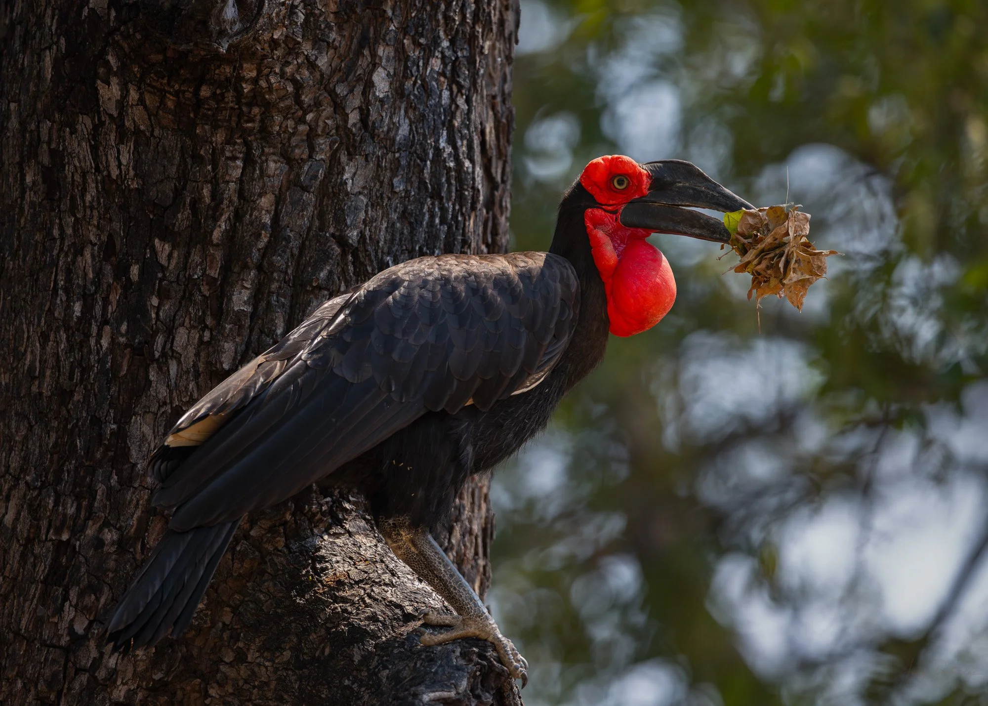 Southern Ground Hornbill.jpg