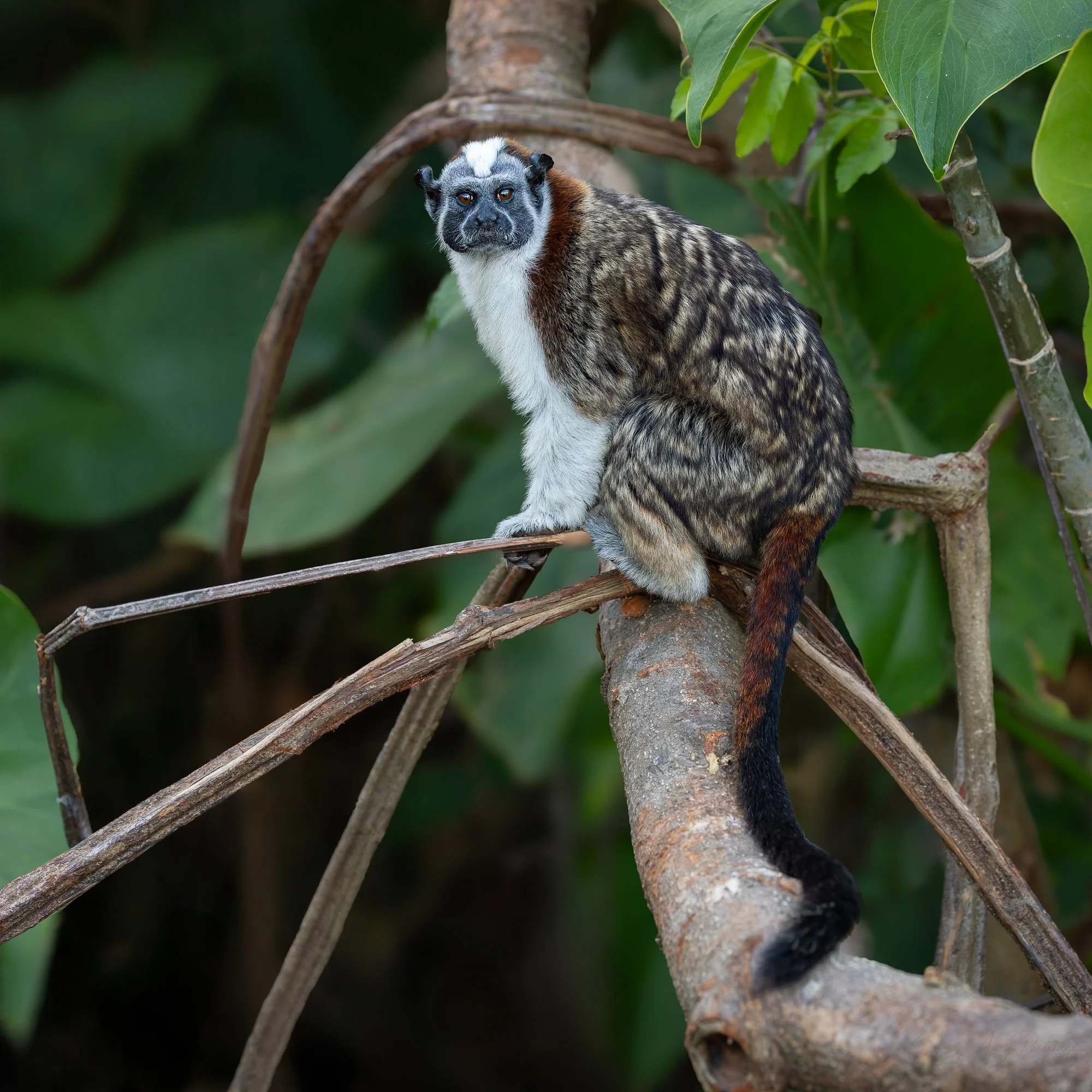 Geoffroy's Tamarin.jpg