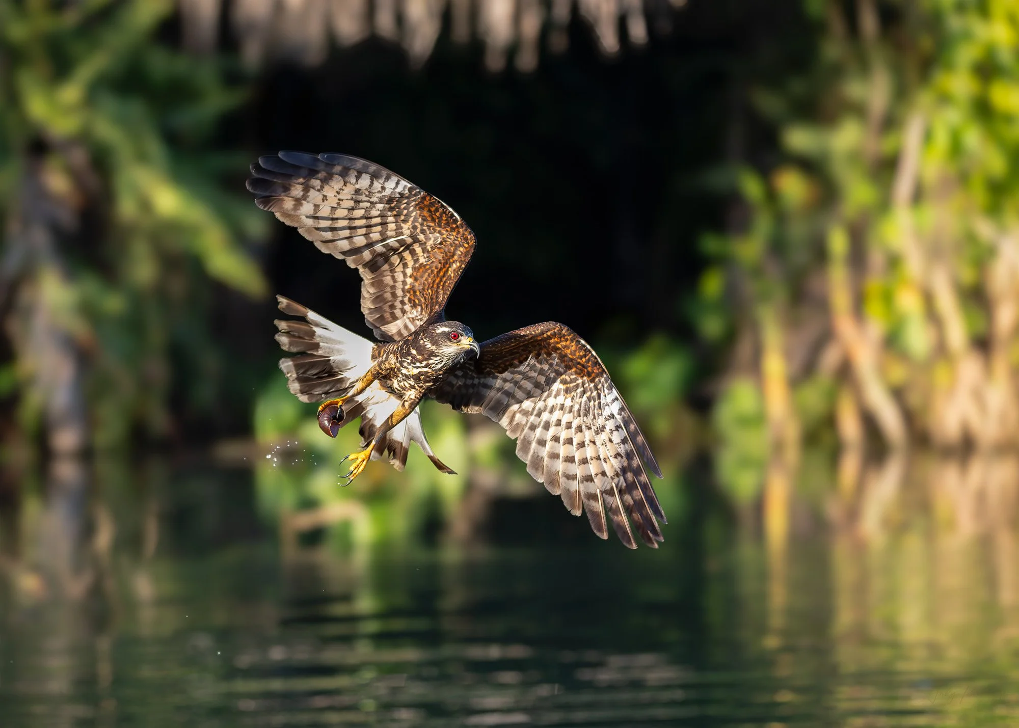 Snail Kite-2.jpg