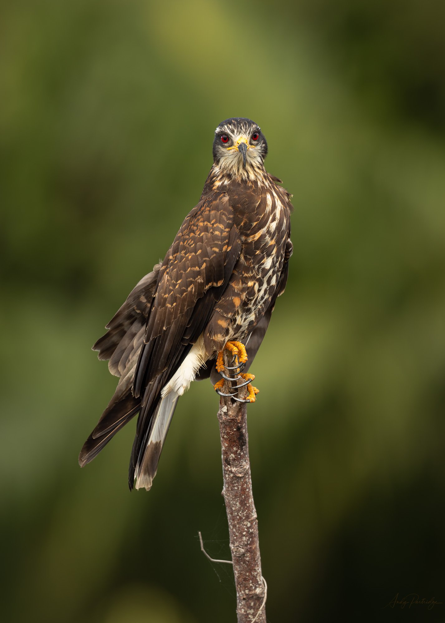 Snail Kite.jpg
