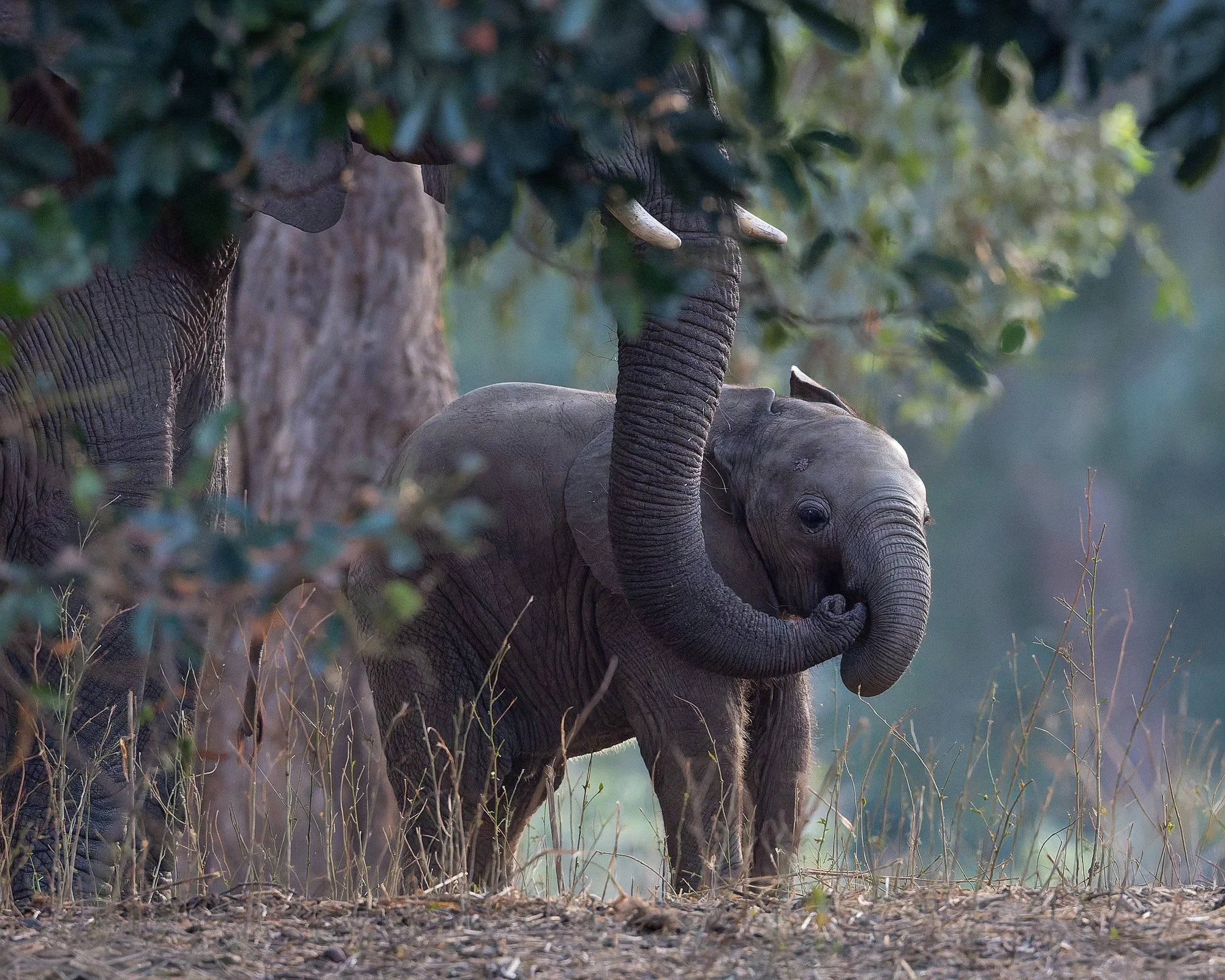 Mother and Baby Elephant.jpg