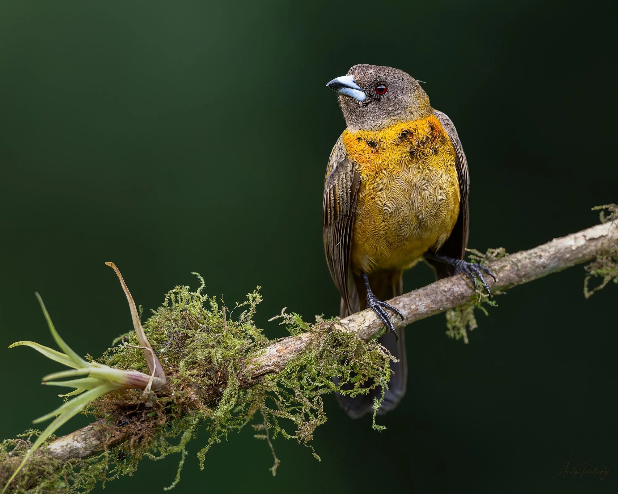 Female Prong-billed Barbet.jpg