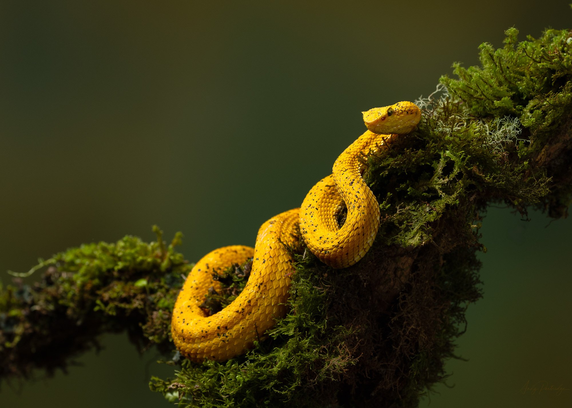 Yellow Palm Pit Viper.jpg