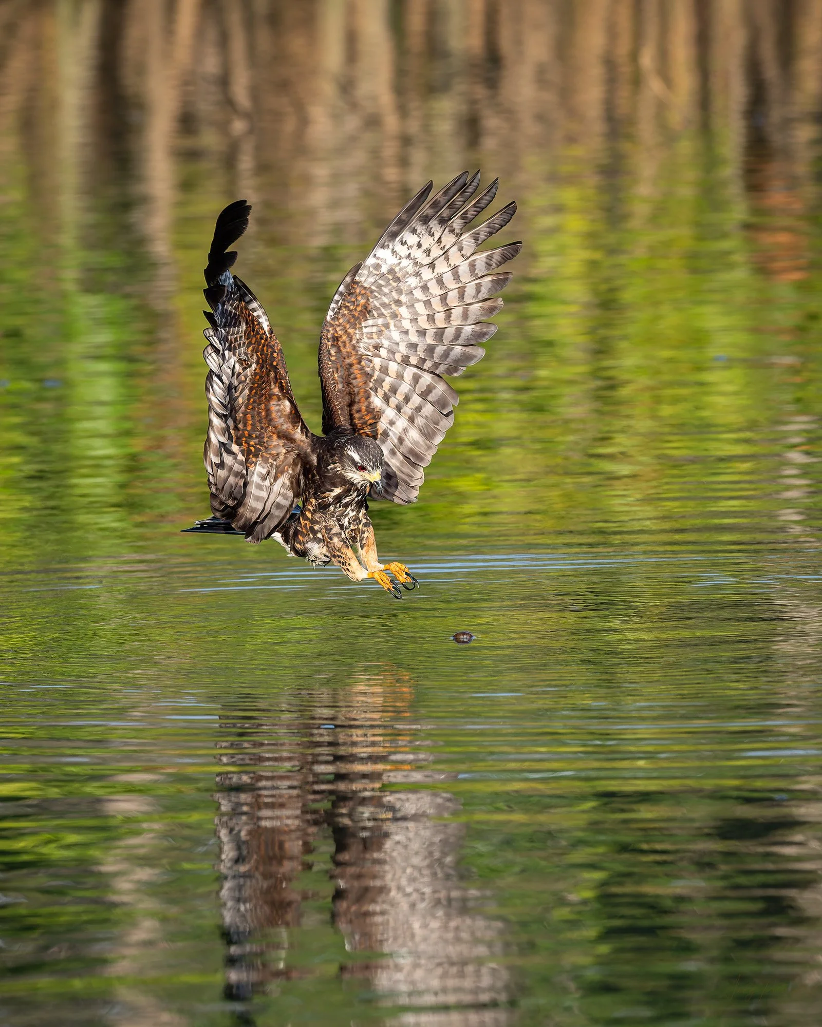 Gamboa Snail Kite.jpg