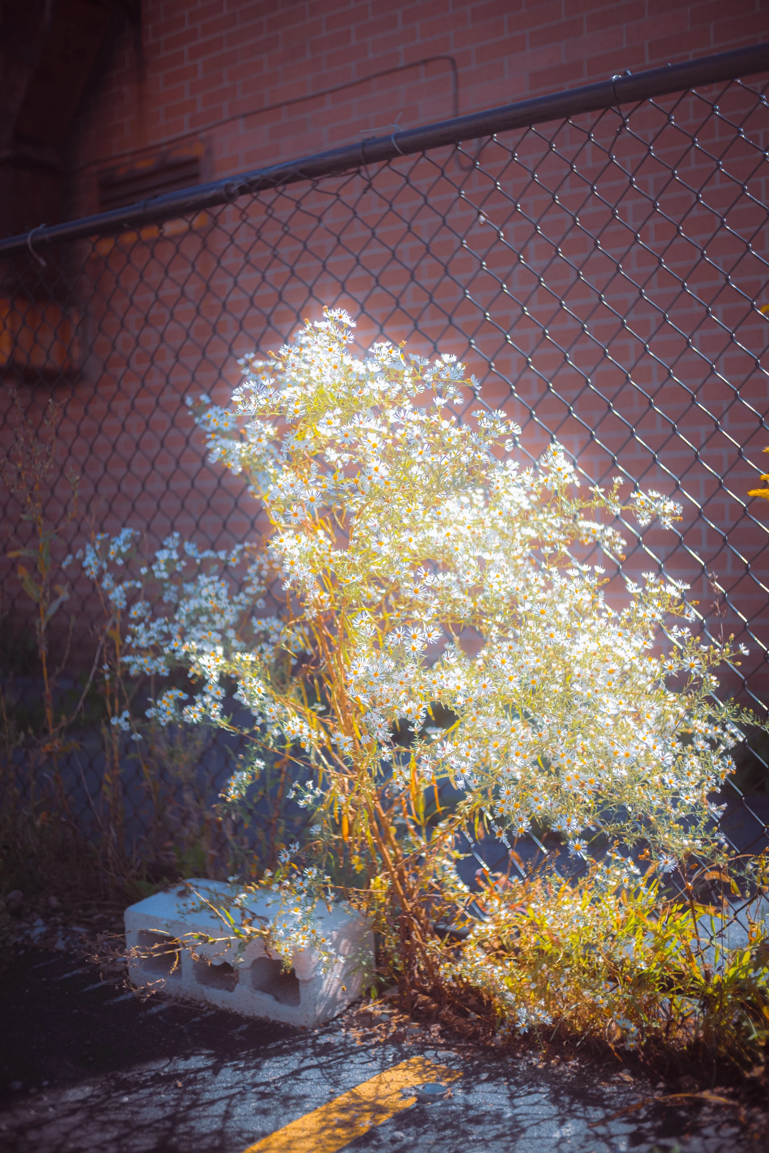 DSCF4765.jpg
