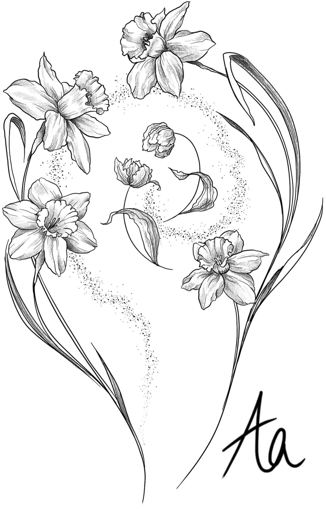 Black and white line drawing of daffodil flowers with a handwritten signature 'Aia' in the bottom right corner.