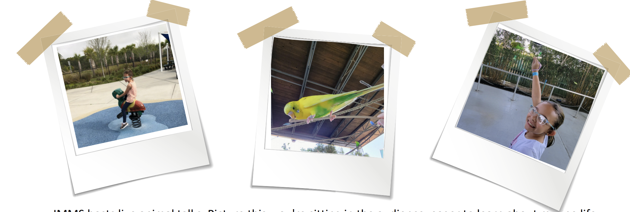 Snapshots of kids exploring the Institute for Marine Mammal Studies