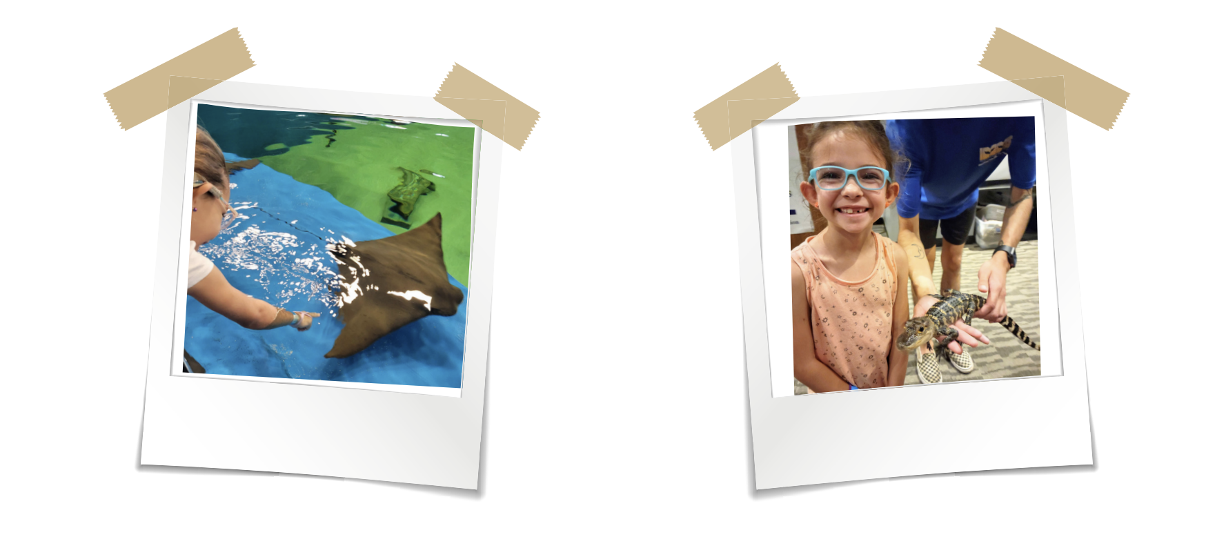 Snapshots of hands-on activities at the Institute for Marine Mammal Studies