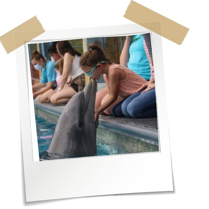 Kids meeting a dolphin at the Institute for Marine Mammal Studies