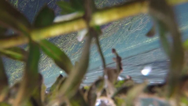 Wacissa, 2019. Still Frame