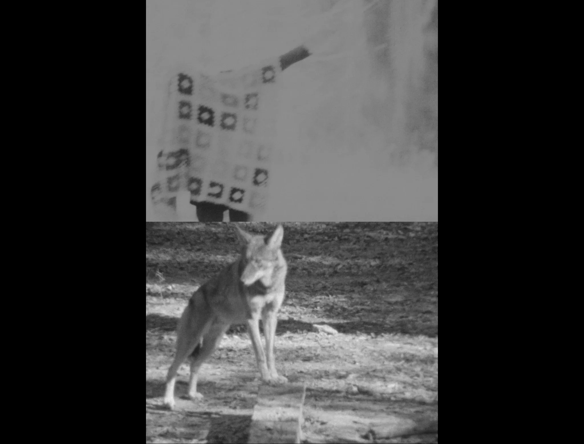 Copy-of-Red-Wolf-ProRes.mov.00_00_50_19.Still012_300dpi.jpg