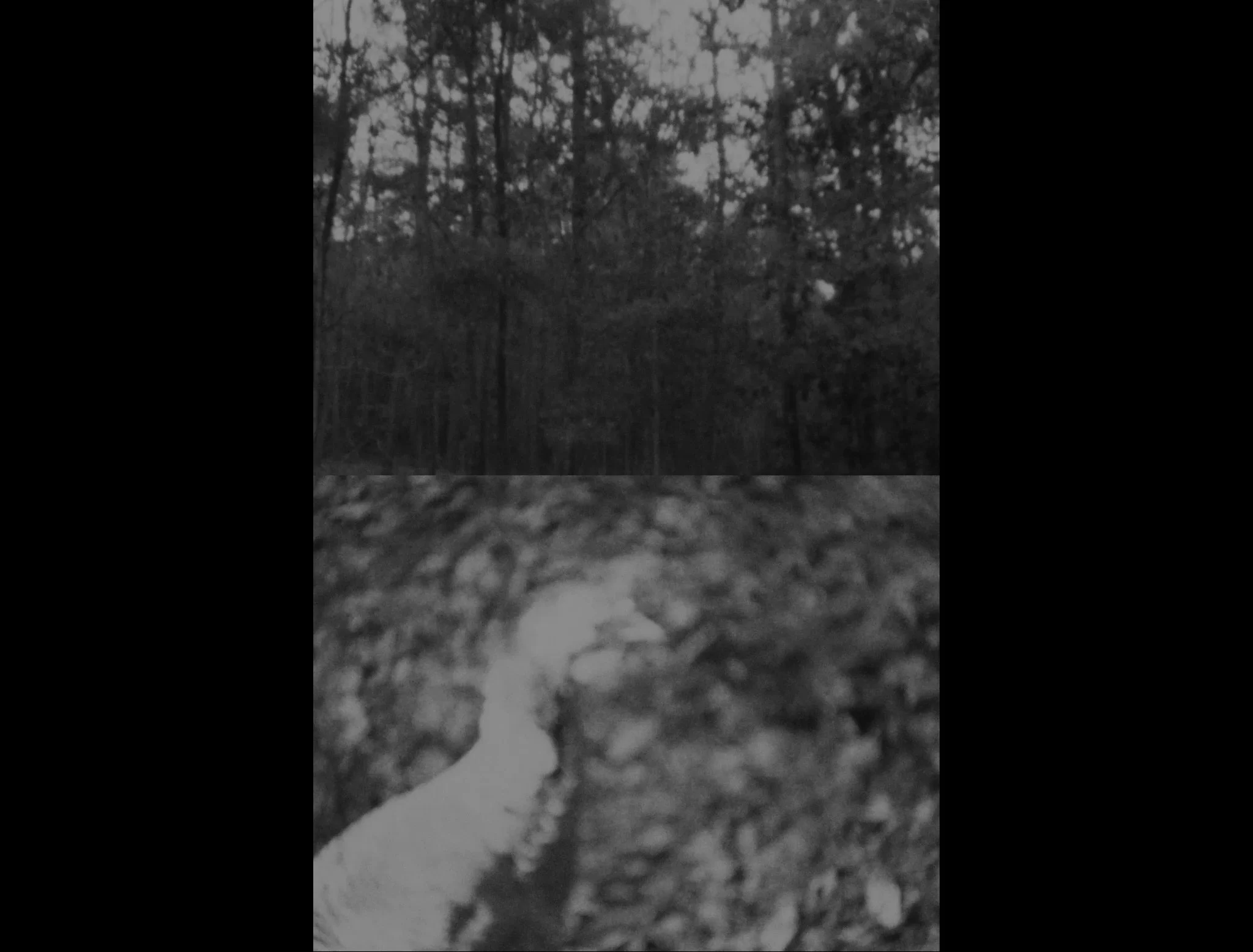 Copy-of-Red-Wolf-ProRes.mov.00_00_08_17.Still002_300dpi.jpg