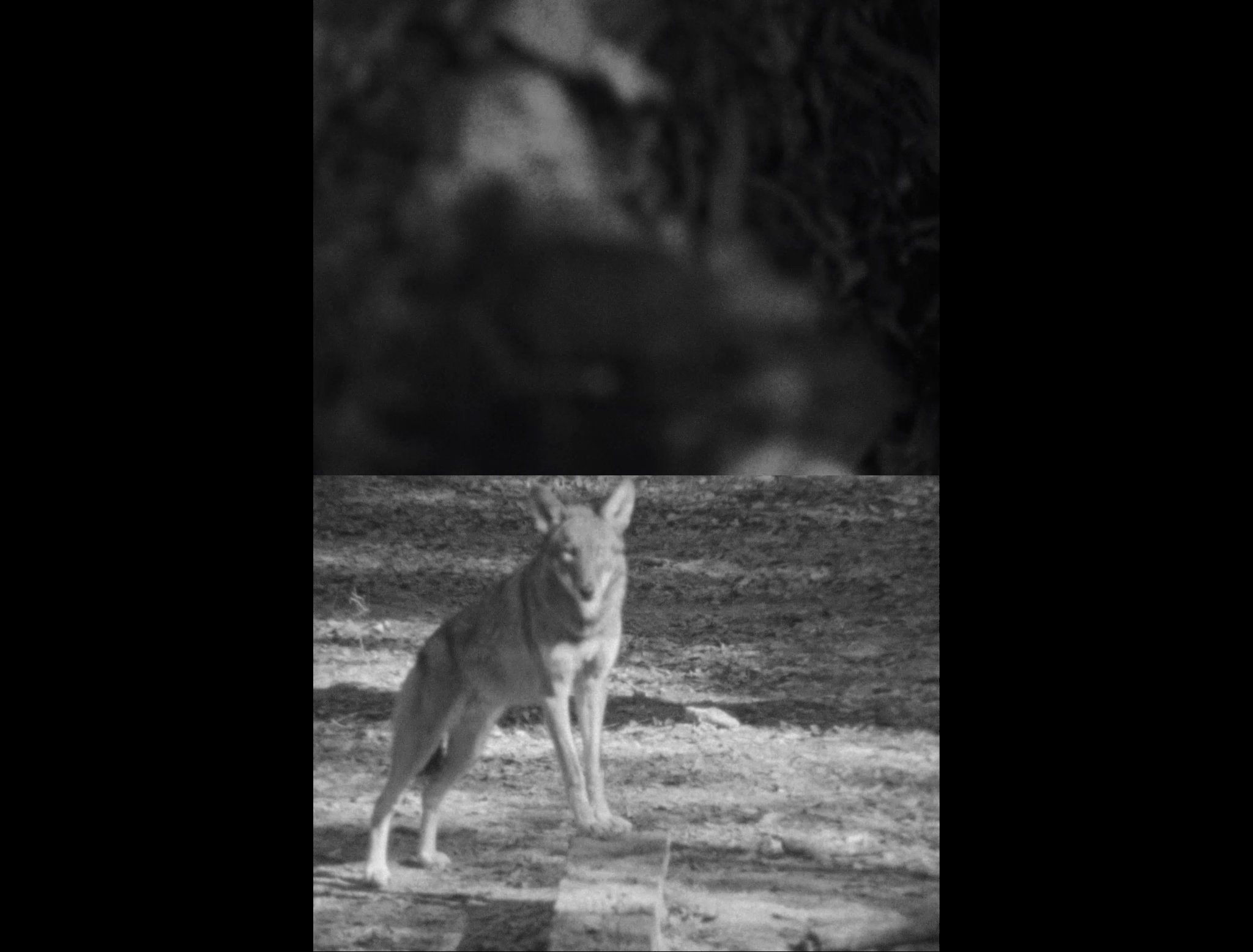Copy-of-Red-Wolf-ProRes.mov.00_00_51_07.Still011_300dpi.jpg