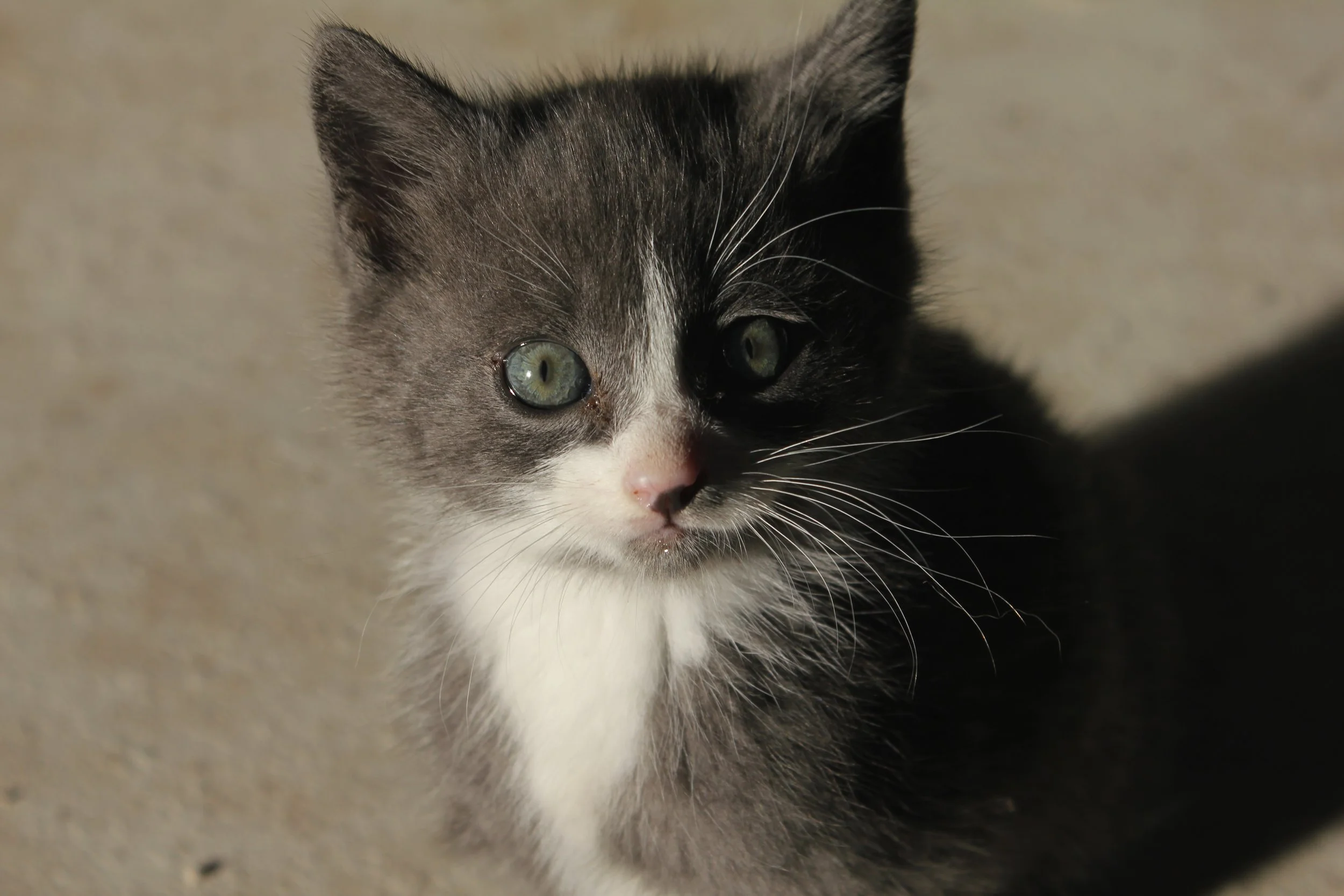 Close-up portrait of a black-and-white cat with green eyes and long white whiskers