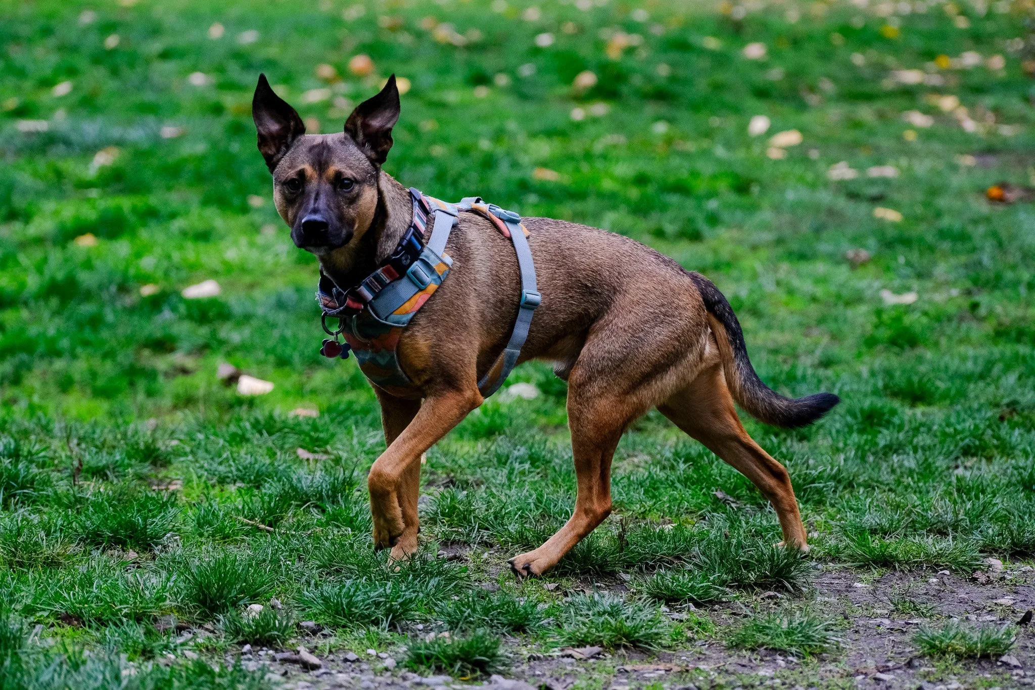 Pet