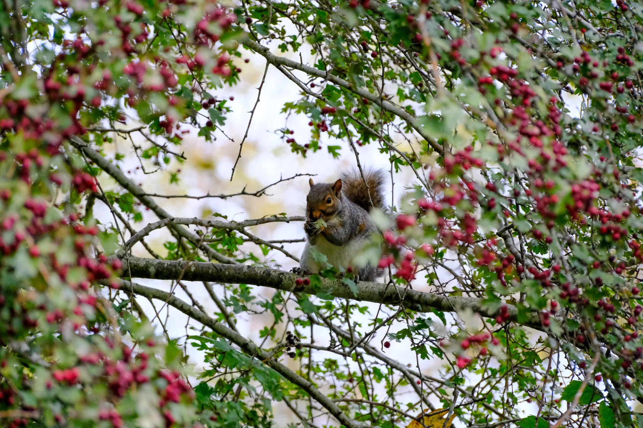 DSCF6658-2.jpg