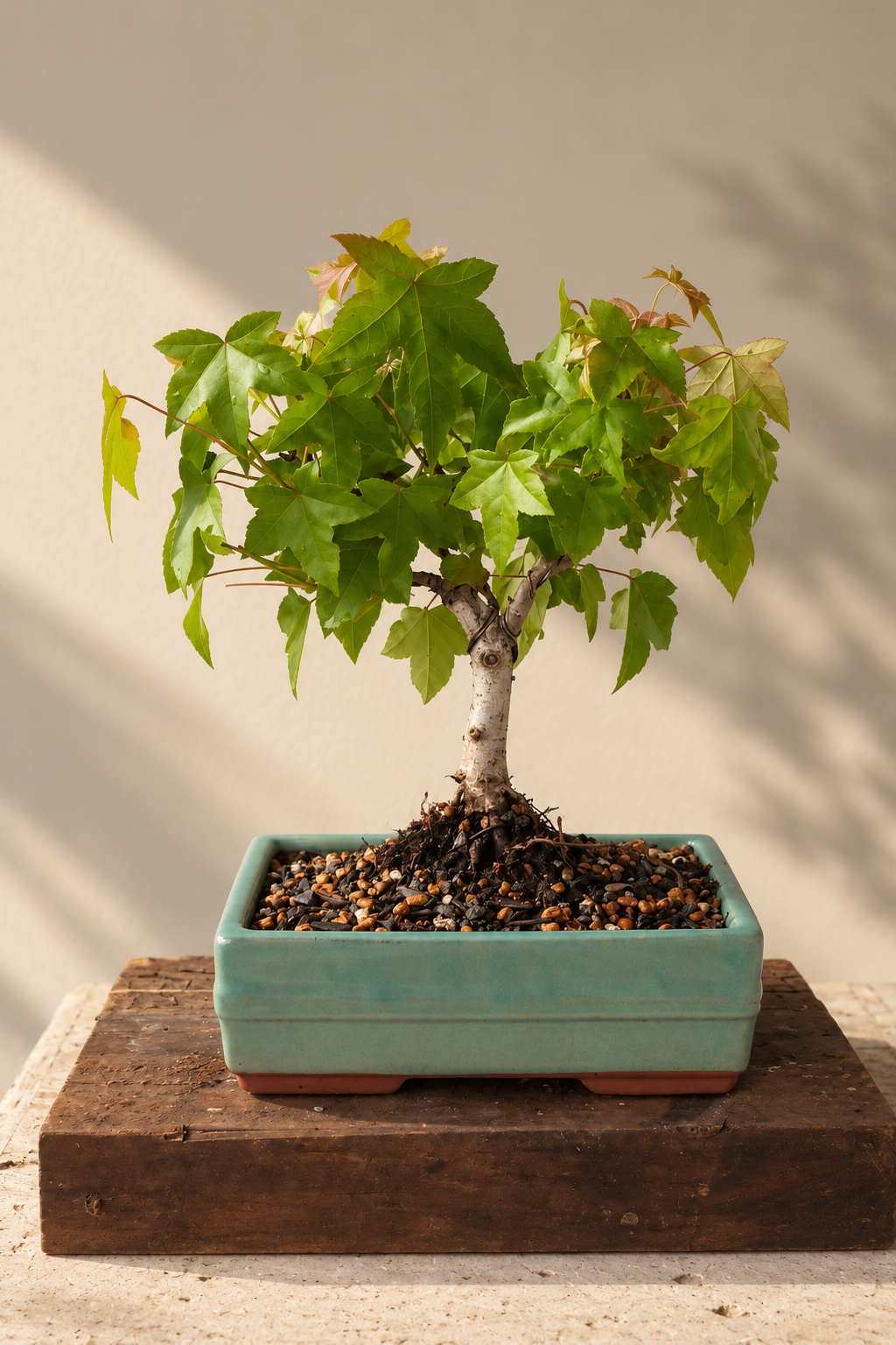 Liquidambar Jade