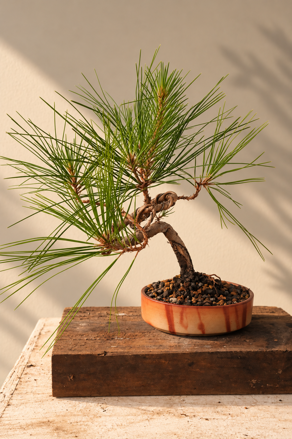 Monterey Pine