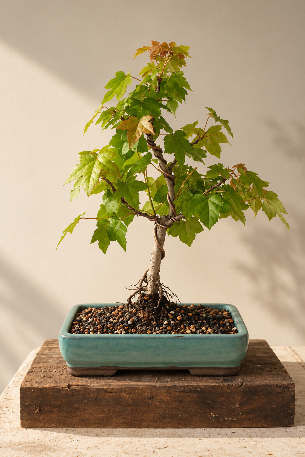 Liquidambar Teal