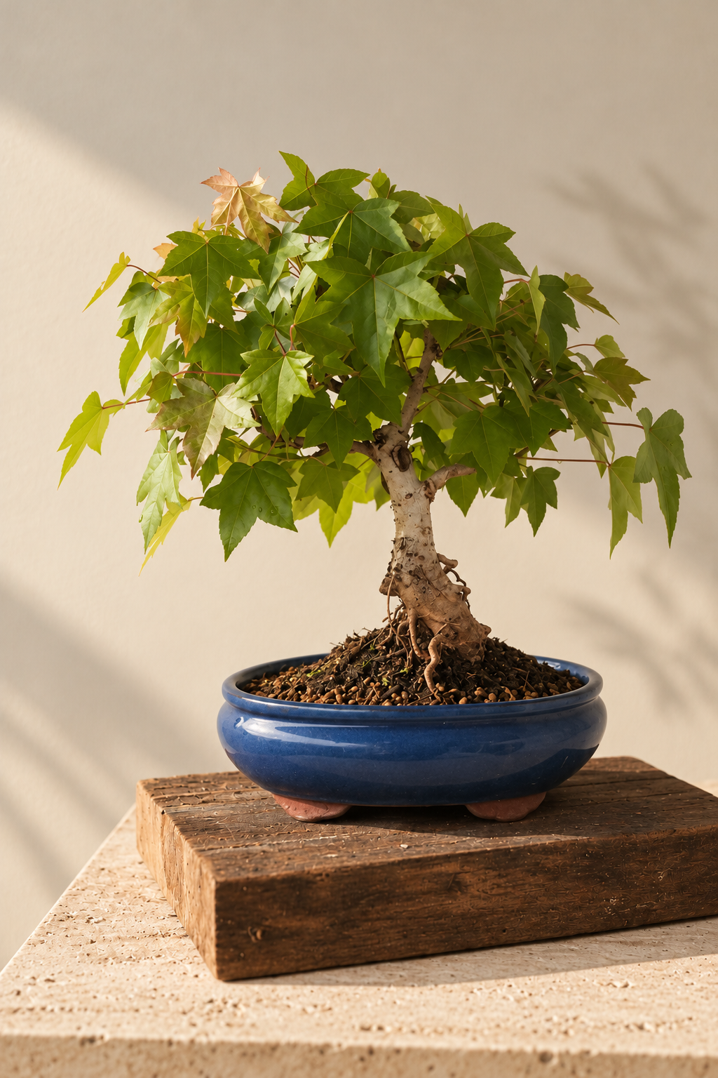 Liquidambar Ocean Blue