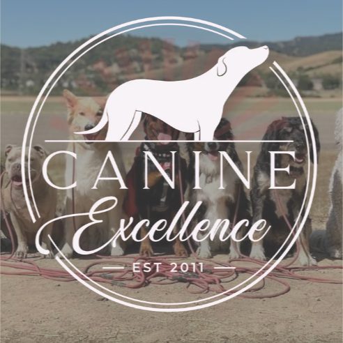 Pack walk with us! Canine Excellence is a wonderful pack walking company who also offers daycare and overnight boarding for members of the pack. 