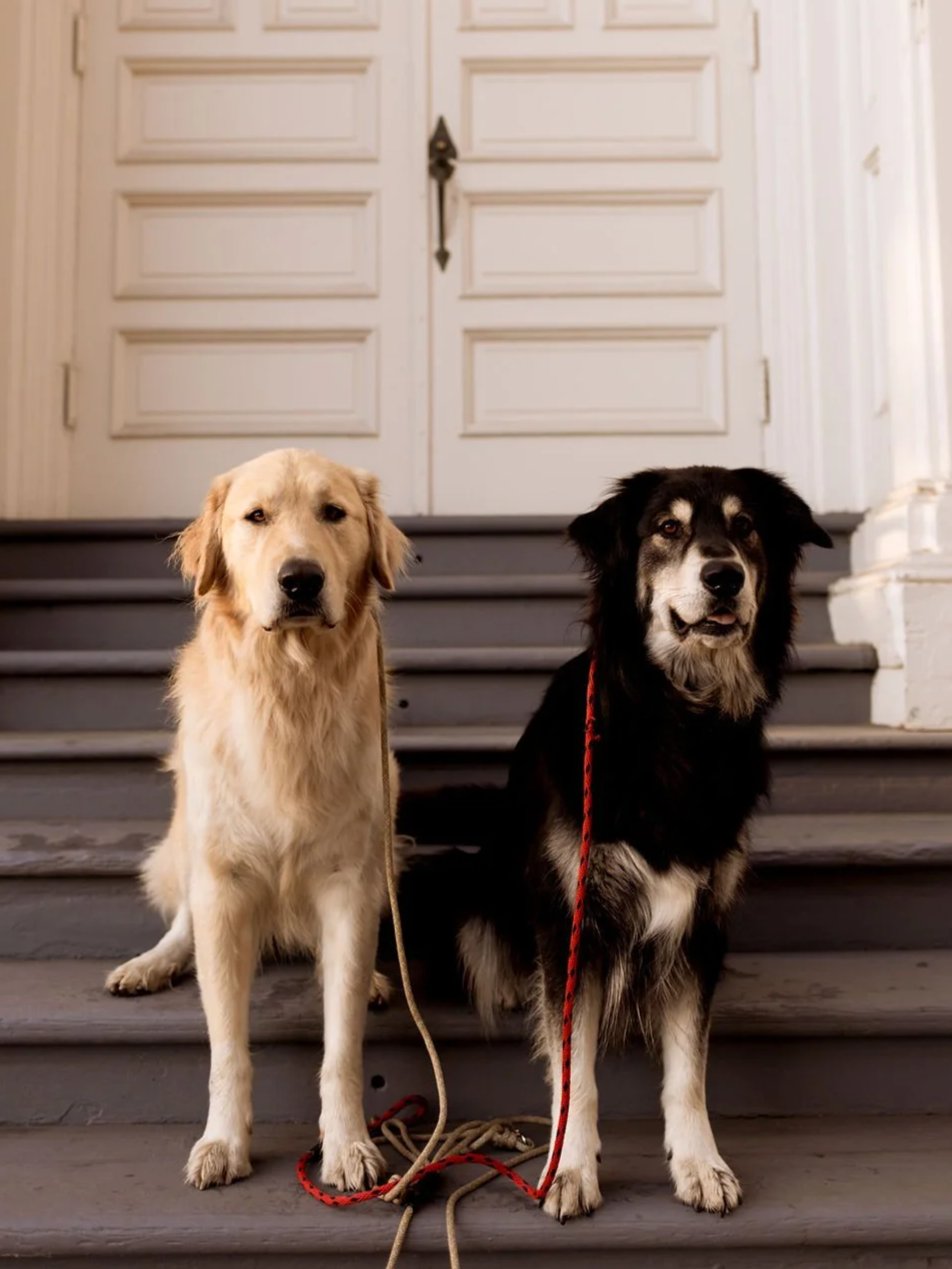 Golden retriever and black-and-white dog sitting on front steps with leashes