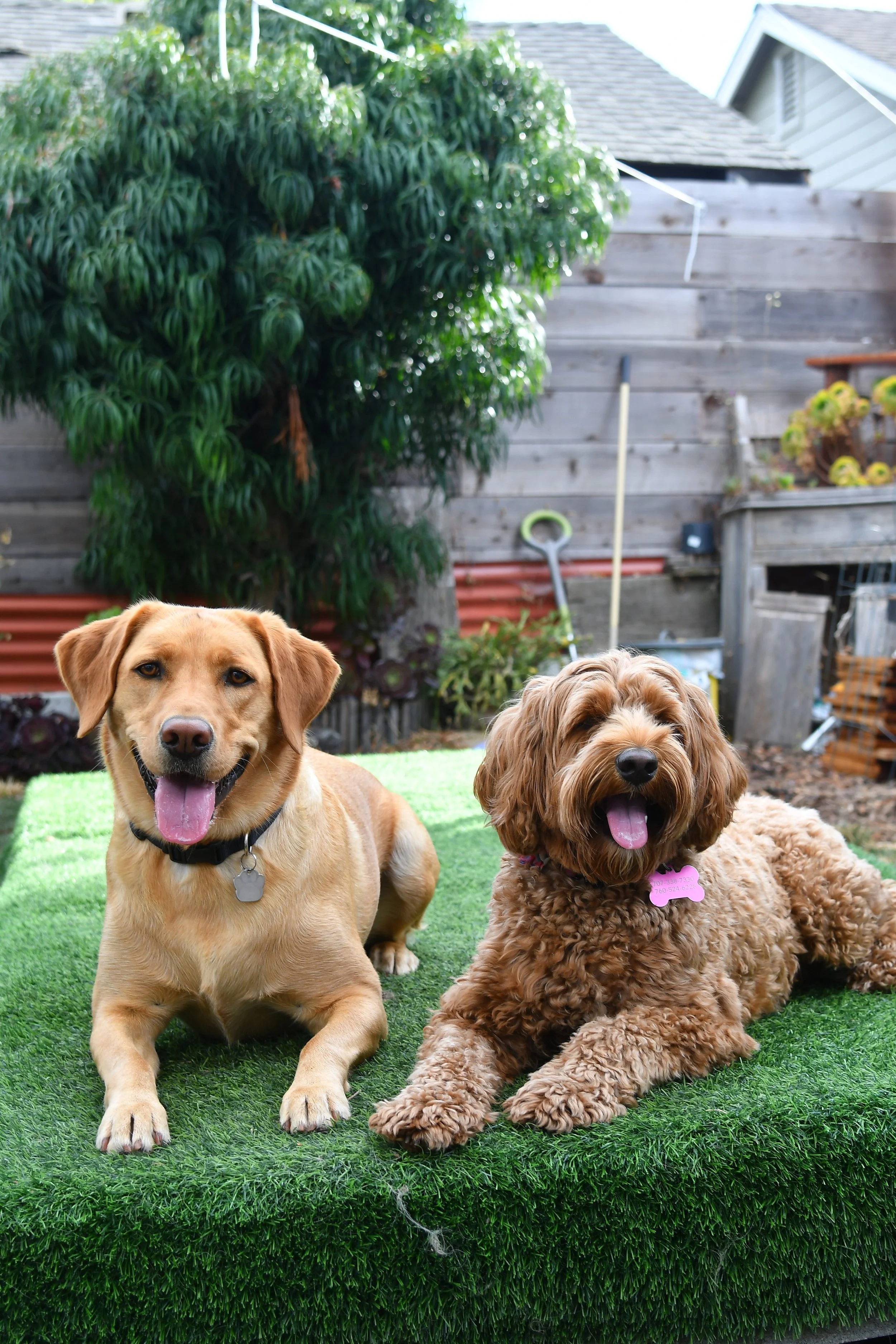 Two happy dogs, a golden retriever and a curly-haired brown dog, lying on artificial grass in a backyard.