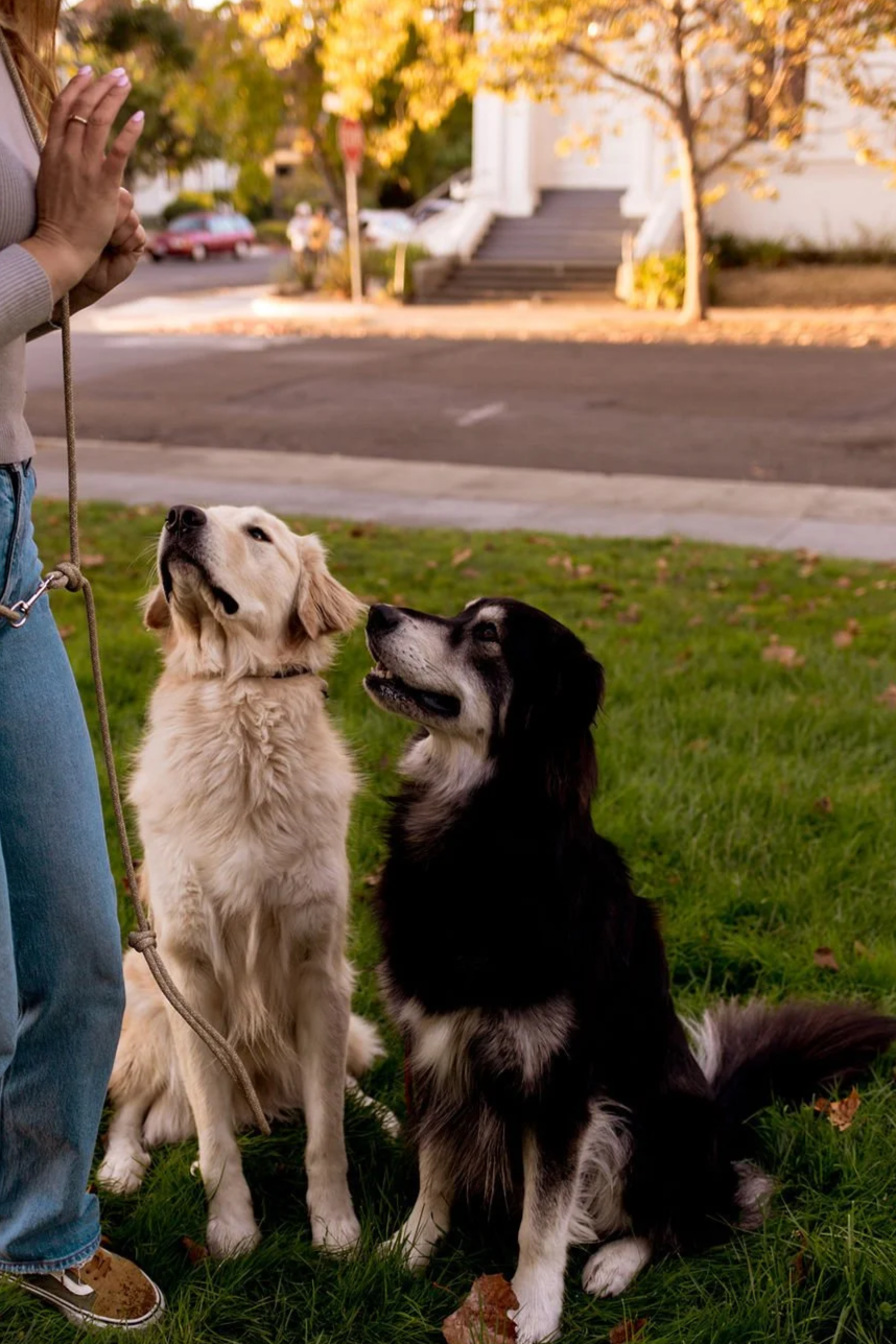 Two leashed dogs, a golden retriever and black-and-white dog, sit attentively beside their owner on a grassy neighborhood lawn.