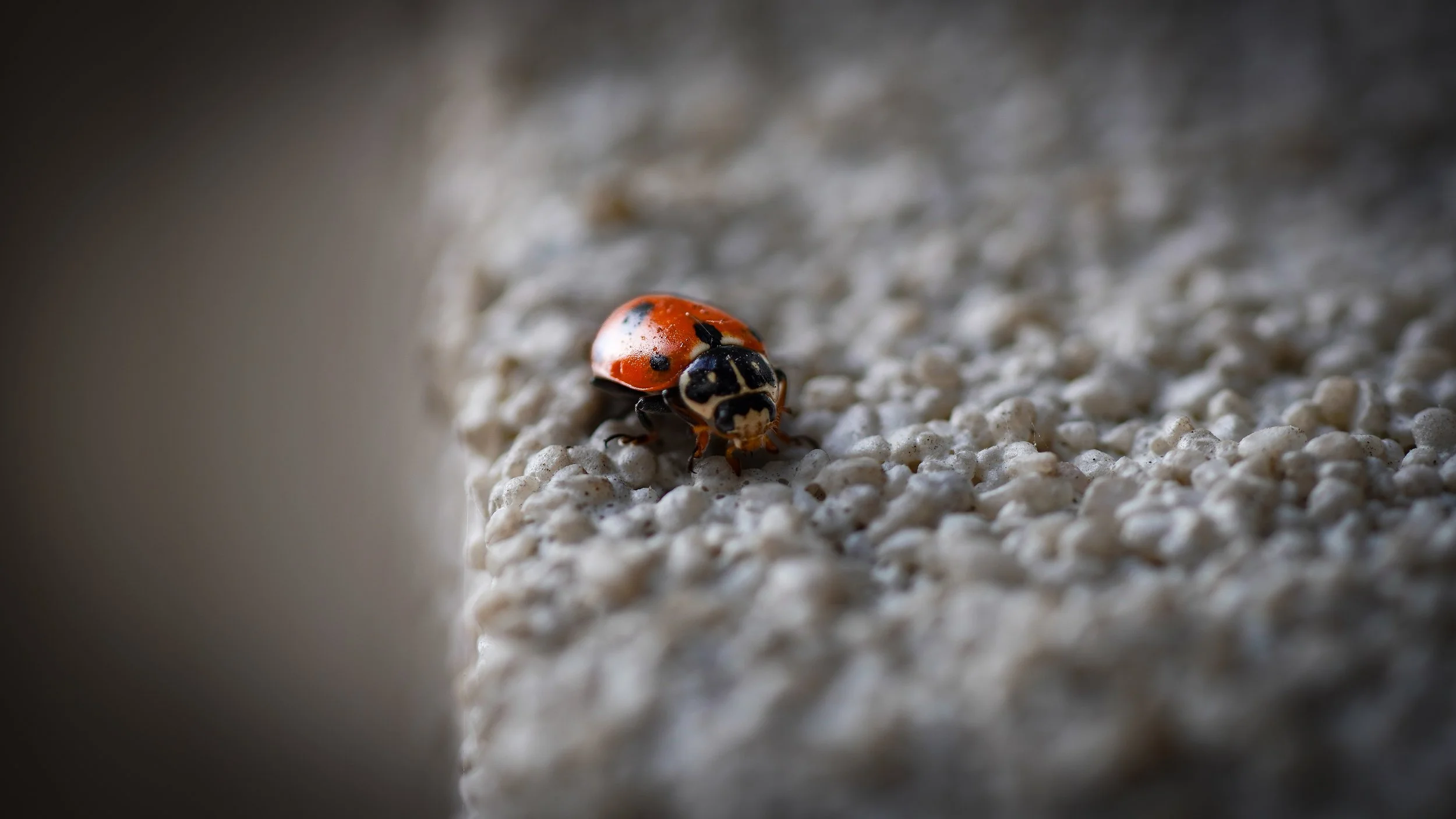 Close-up of a ladybug on a textured white surface.