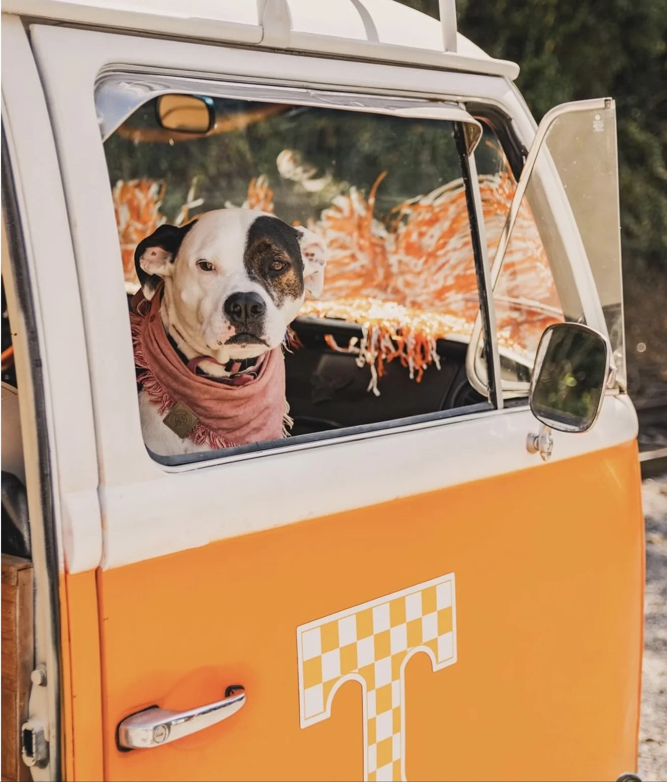 Dog in Tennessee Power T shirt at Nancy's door, tailgate