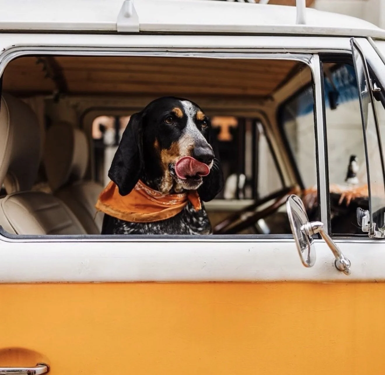 Hound dog in the driver seat of Nancy, orange VW bus, Knoxville TN
