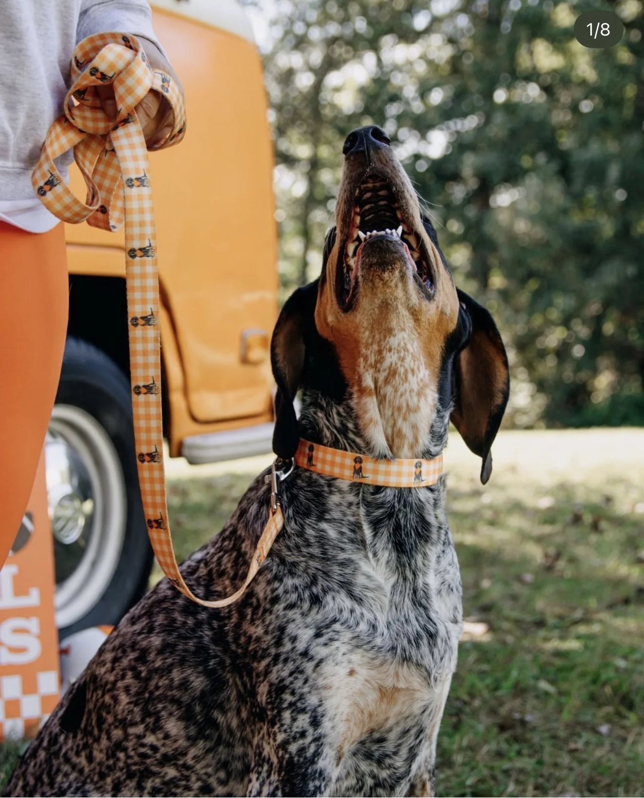 Hound on a leash beside Nancy, orange VW bus, brand content shoot, Knoxville TN