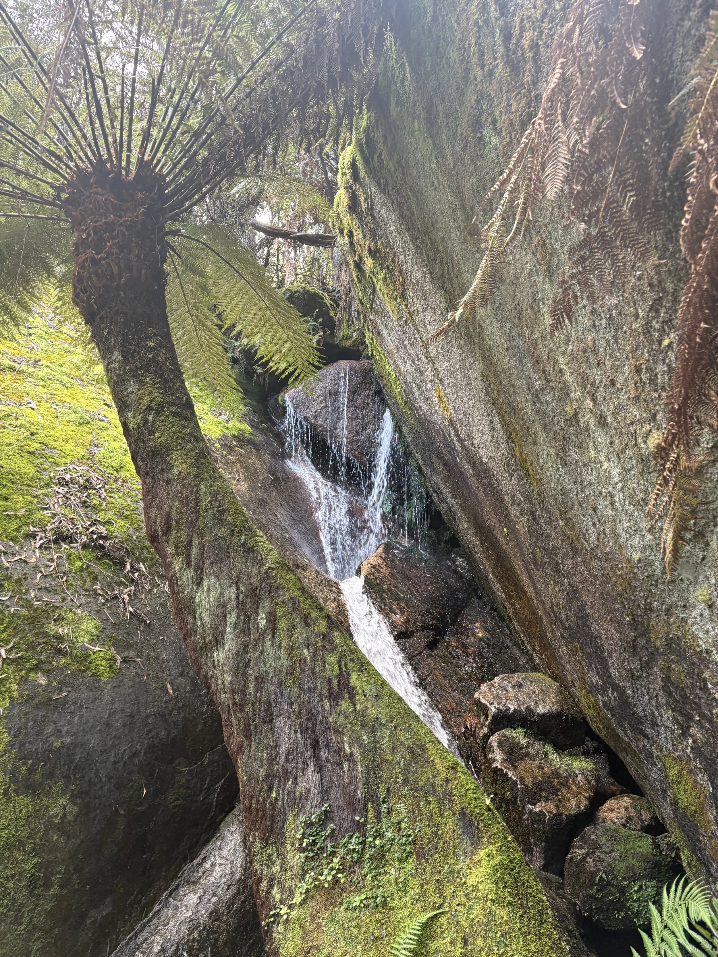 Small waterfall cascading over moss-covered rocks in a fern-filled forest
