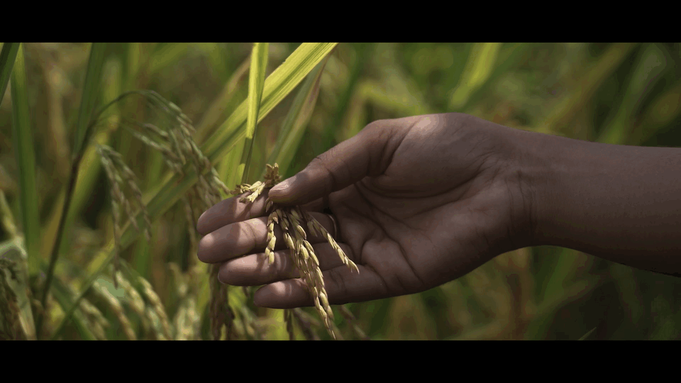 L'Afrique, les OGM et Bill Gates