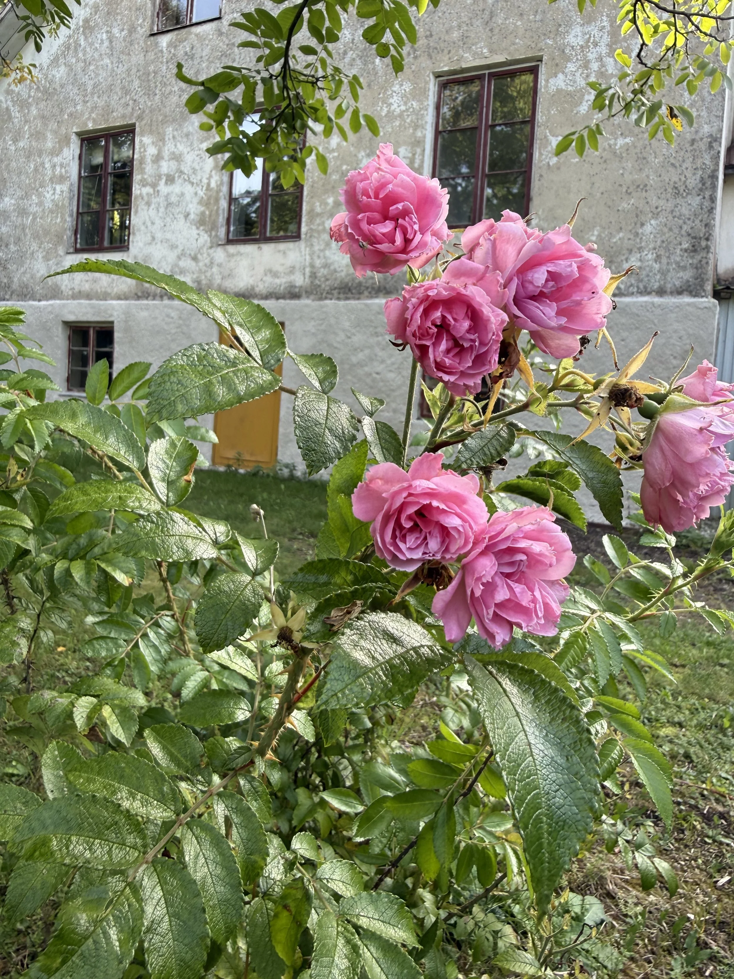 Groupe de roses roses en fleurs devant une maison ancienne, entourées de feuillage vert.