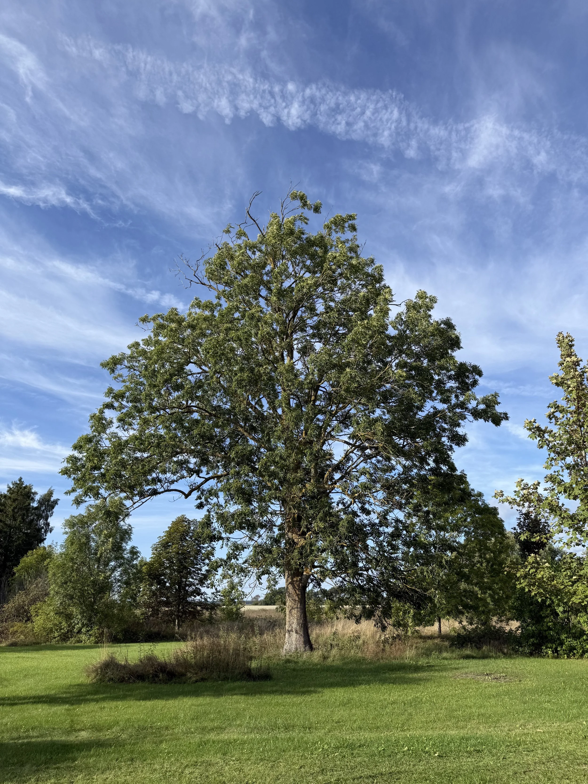 Grand arbre feuillu dans une prairie verdoyante sous un ciel bleu nuageux