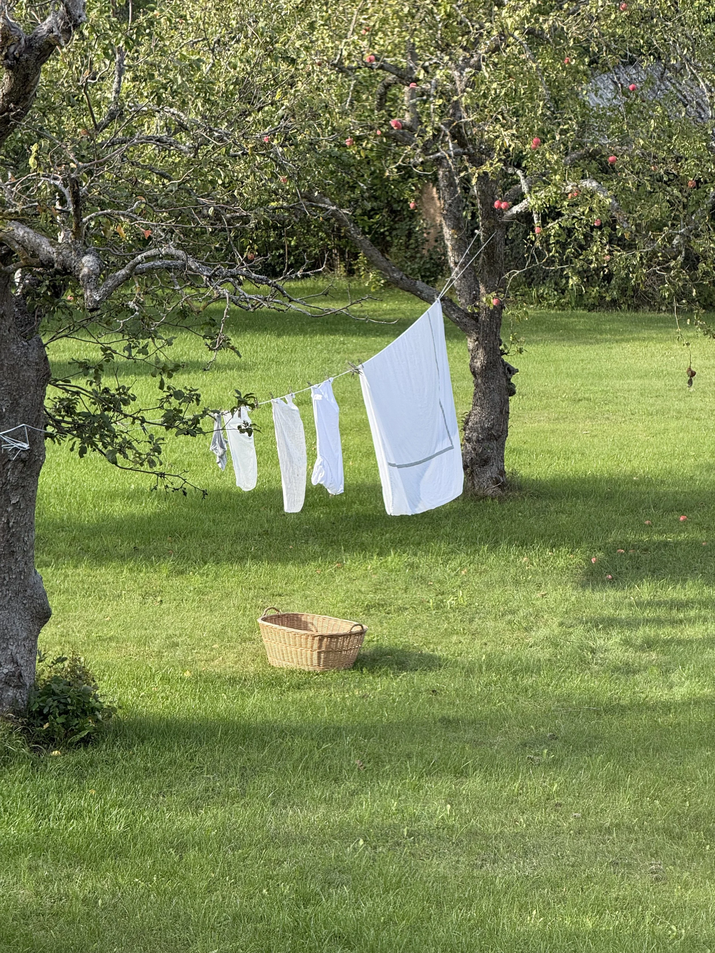 Pommiers chargés de fruits rouges dans un verger, avec du linge blanc suspendu à une corde et un panier en osier sur la pelouse.