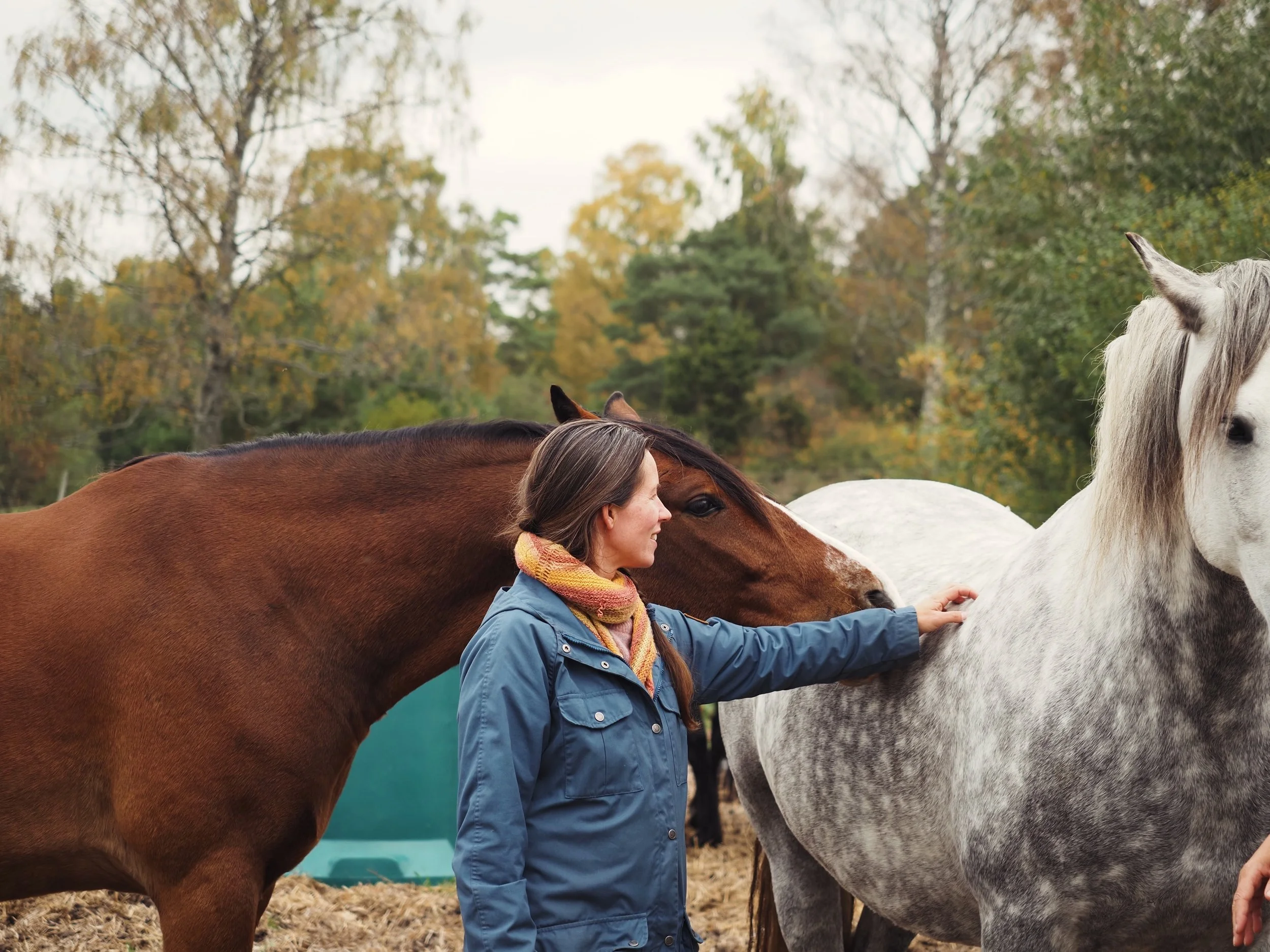 Femme caressant un cheval gris entourée de chevaux dans un enclos en automne