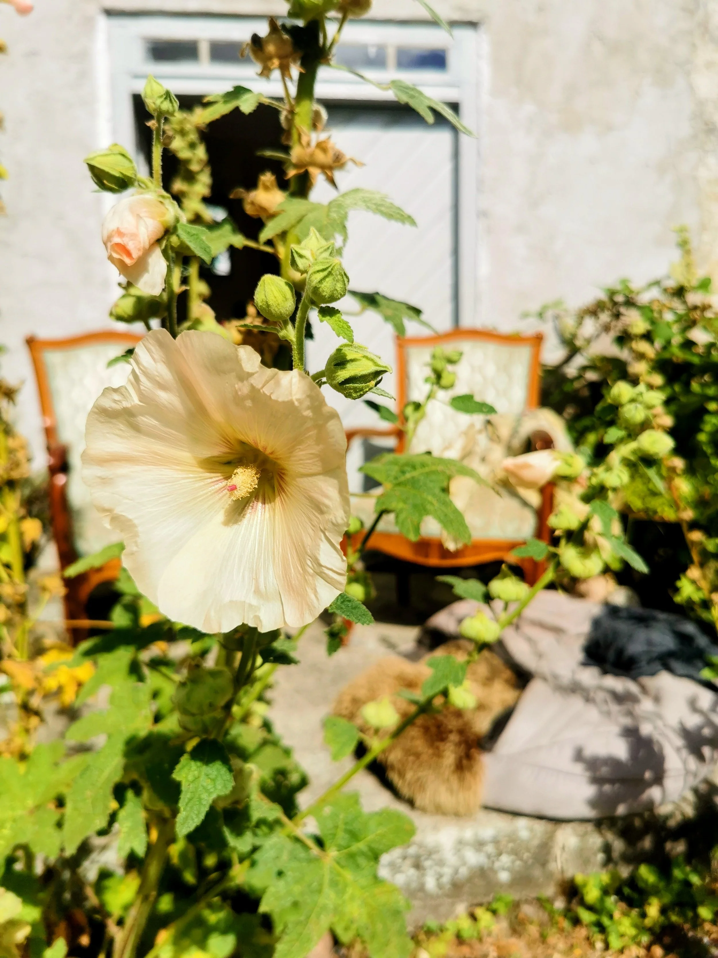 Gros plan sur une fleur d’hibiscus blanc entourée de boutons et de feuilles vertes, parmi des plantes en pots.