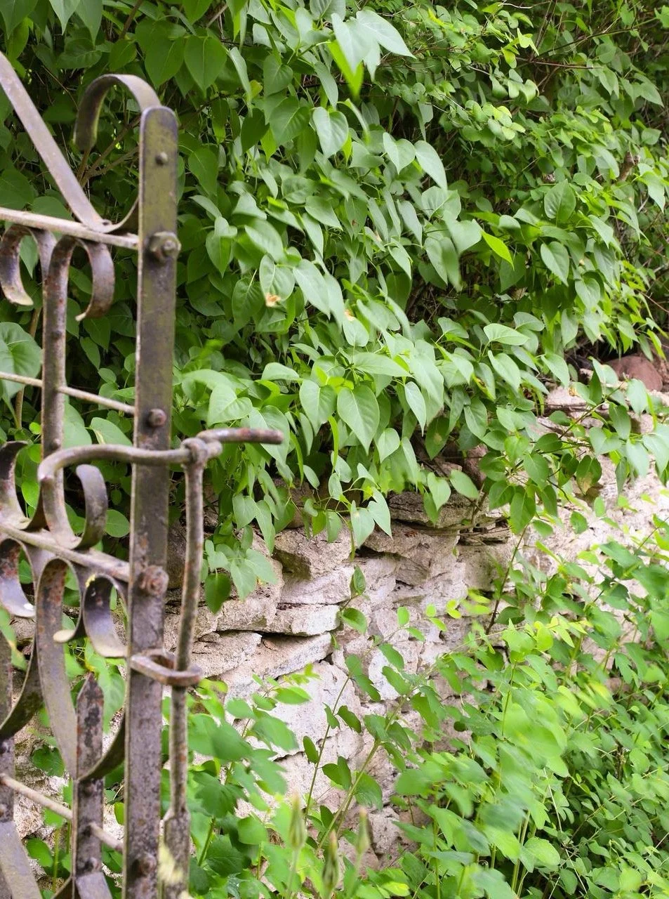 Porte en fer forgé rouillée devant un mur de pierres envahi par une végétation dense.