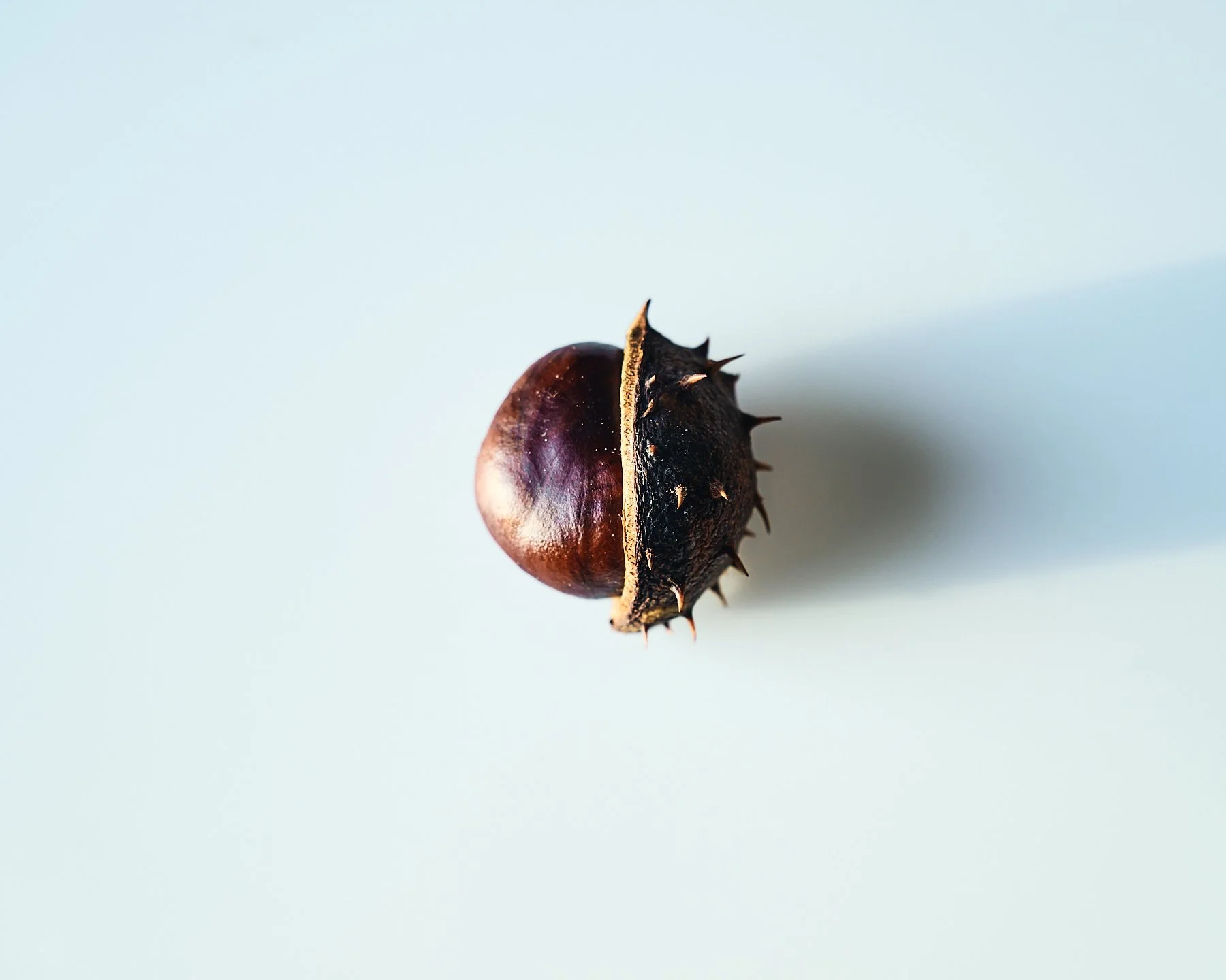 Close-up of a glossy horse chestnut partly enclosed in its spiky husk, against a pale blue background.