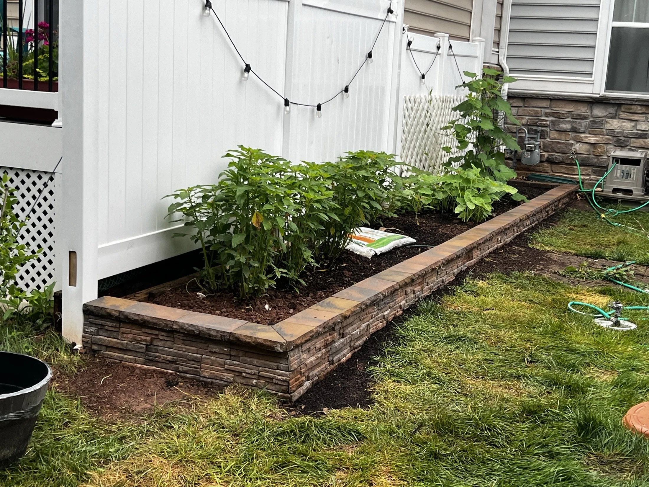 Raised stone garden bed with green plants, string lights, white lattice, and a garden hose beside a house