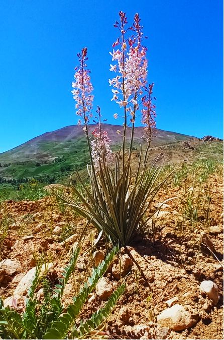 Wildflowers rise from the rocky ground of Ghor, their delicate pink blossoms bringing colour to the rugged mountain landscape. Against the green slopes and deep blue sky, they offer a glimpse of the region’s natural beauty and the quiet renewal that 