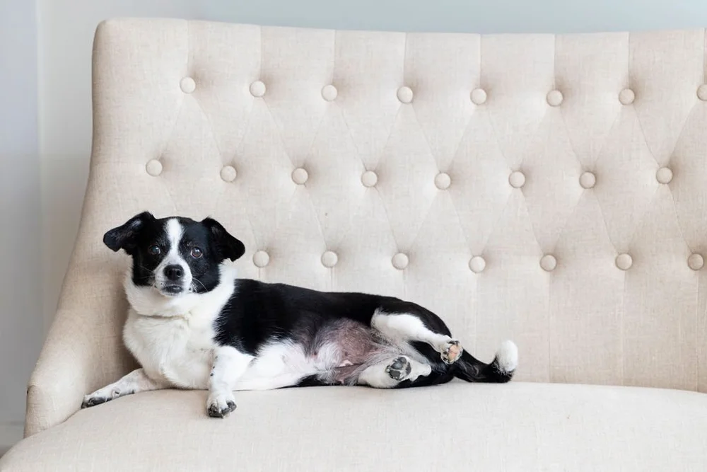 Daisy, Chief Morale Officer and office mascot at Fleet Law, P.C.