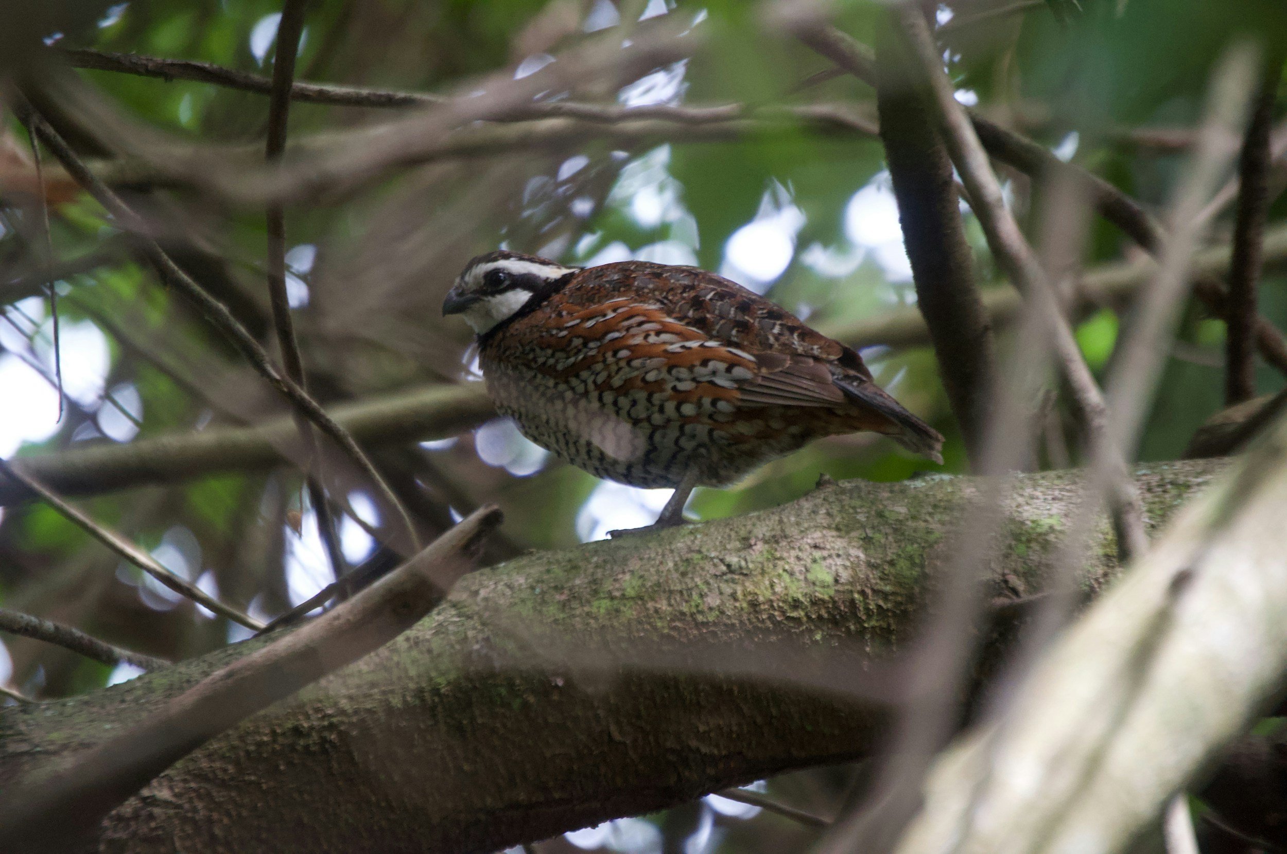 Chestnut-breasted quail-thrush perched on a moss-covered tree branch in a leafy forest