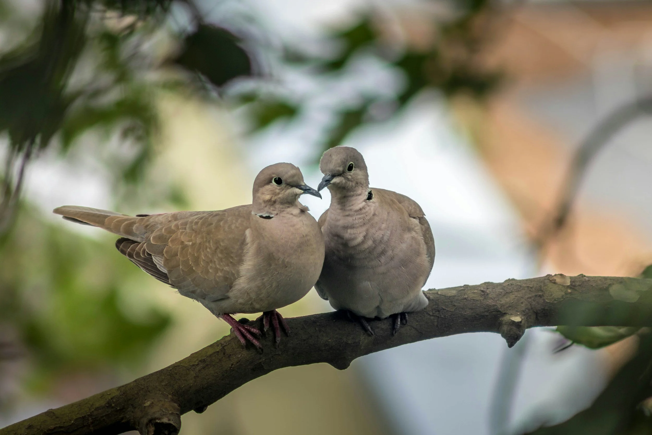 Two mourning doves perched closely together on a tree branch