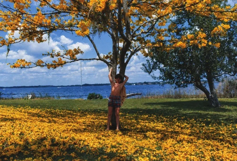 A tree with bright yellow blossoms on a grassy lakeshore, with a lake and blue sky behind it
