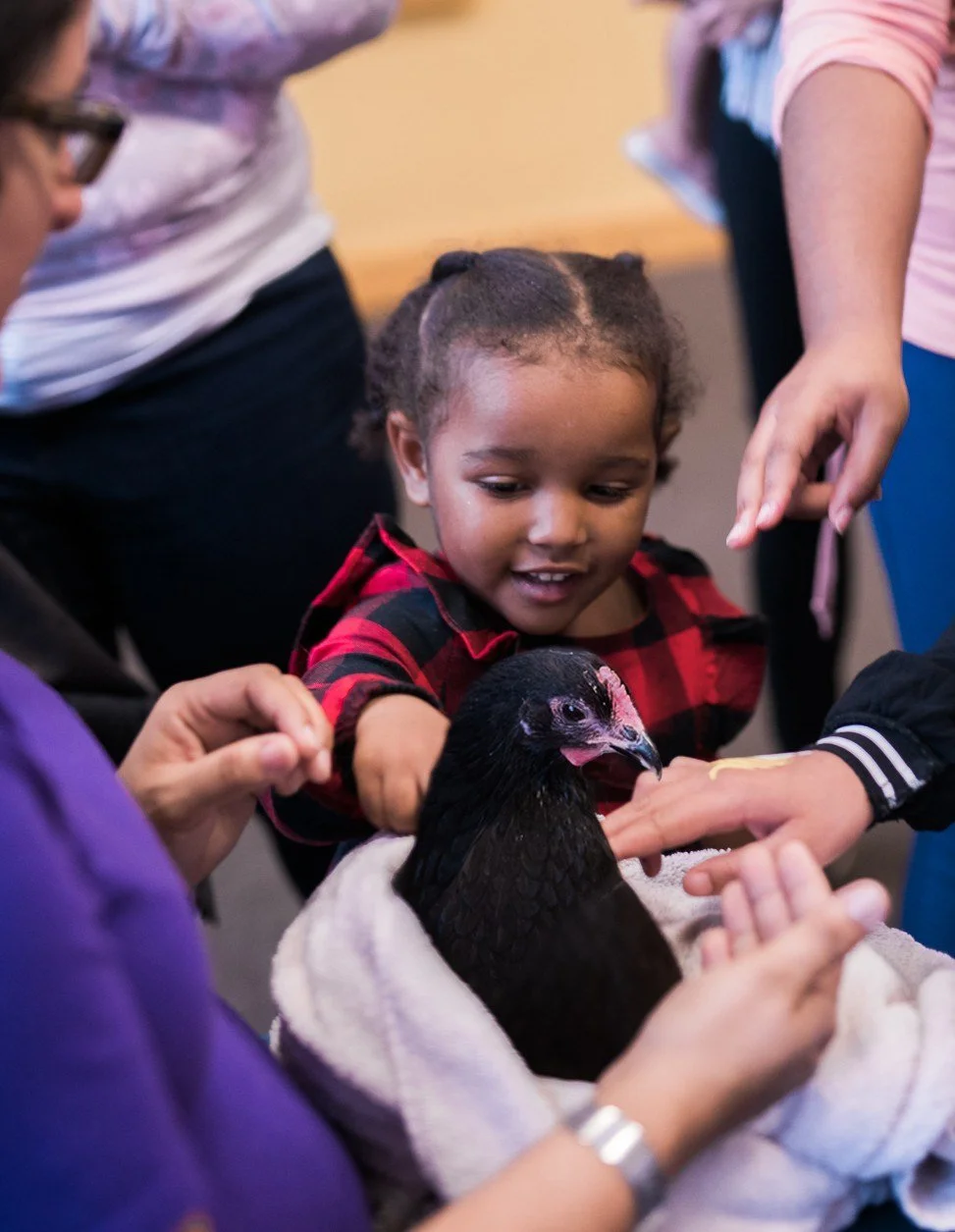 Child petting a farm animal at a Tales From the Farm library program